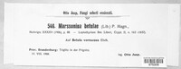 Marssonina betulae image